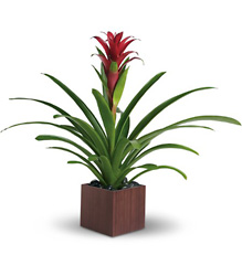 Teleflora's Bromeliad Beauty from Olney's Flowers of Rome in Rome, NY